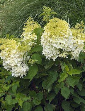 Hortensja bukietowa (Hydrangea paniculata) Phantom